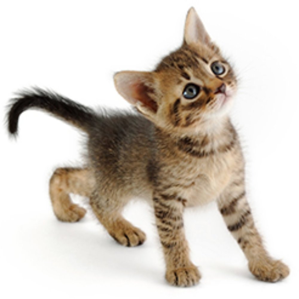 ASPCA Twitter